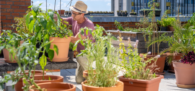 Balkongarten & Kübelpflanzen: Wie Zeolith deinen Balkon in einen Mini-Garten verwandelt