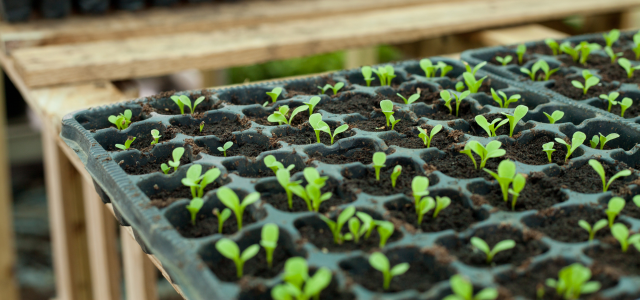 Anzuchterde selbst mischen – so gelingt der perfekte Start für deine Jungpflanzen