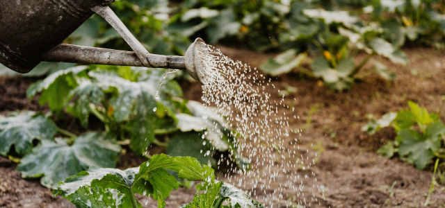 Sommerhitze und Dürre im Garten - Zeolith kann helfen