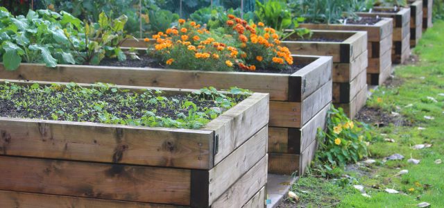 Zeolith im Hochbeet - Wie ein vulkanisches Mineral Wasser und Nährstoffe im Beet halten kann