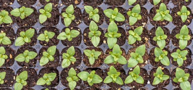 Zeolith, Perlit, Pflanzenkohle oder Blähton - was braucht dein Garten wirklich?