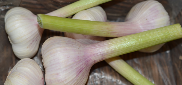 Knoblauch anbauen der wirklich wirkt — mehr Allicin, mehr Nährstoffe, gesunder Boden