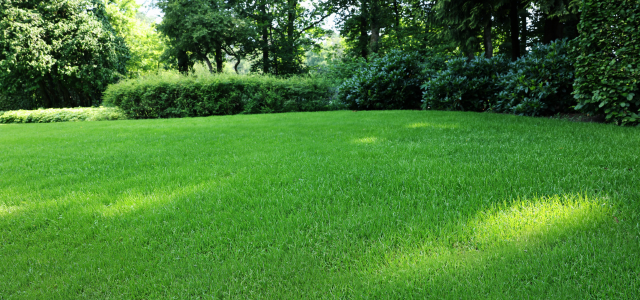 Zeolith für einen grünen Rasen