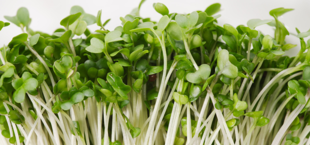Mikrogreens 