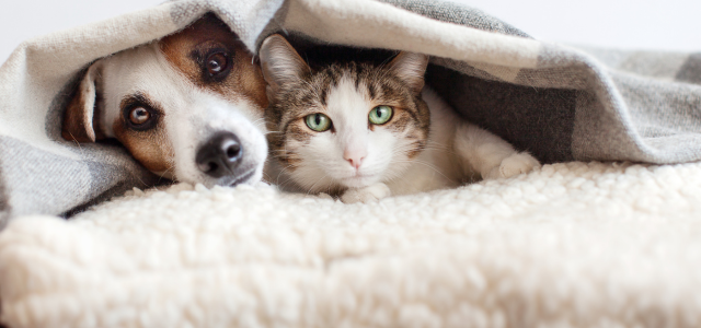 Zeolith für Tiere: Hund und Katze unter der Decke