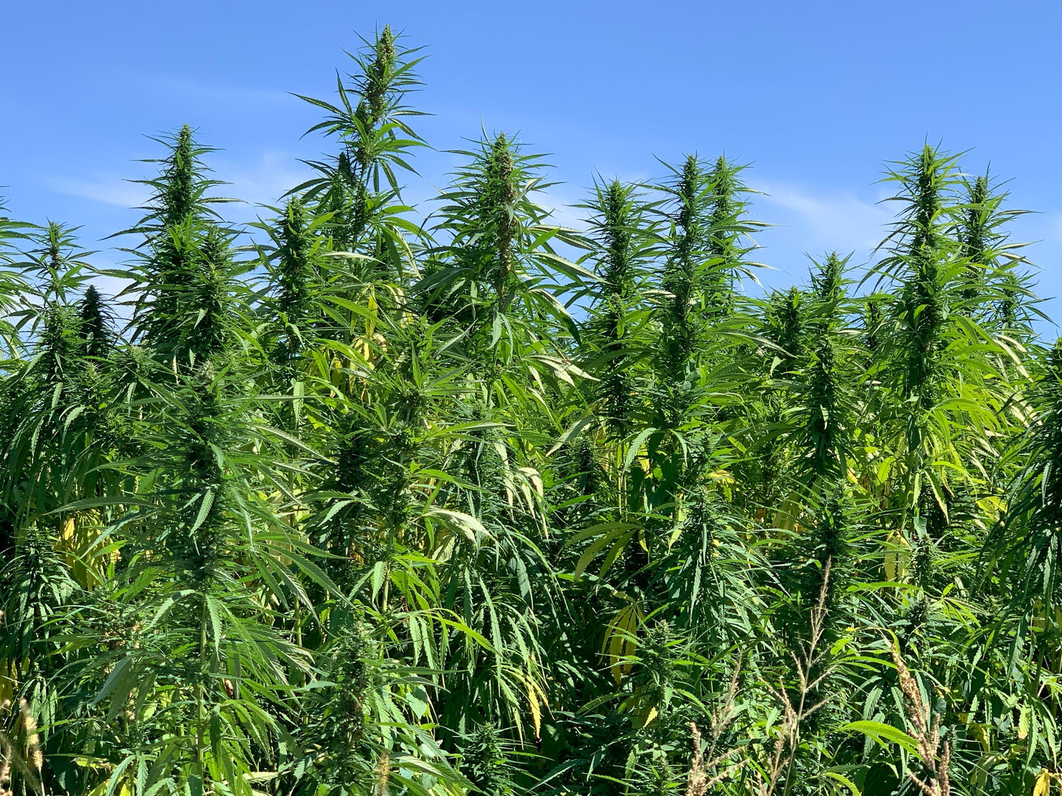 Nutzhanf anbauen der sein volles Potenzial entfaltet — mehr Biomasse, mehr CBD, gesunder Boden