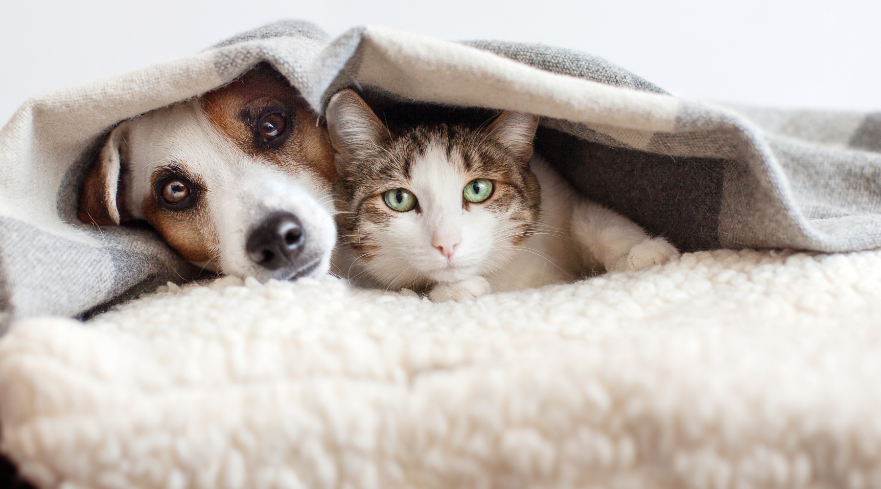 Hund und Katze unter einer Decke - Zeolith Wissen für Tiere