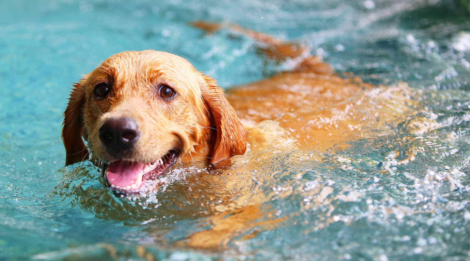 Labrador schwimmt im Wasser - Hunde zum Trinken animieren