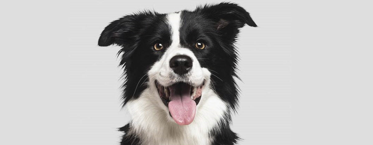 Darmgesundheit beim Hund: Darmflora, Mikrobiom und Verdauung verstehen