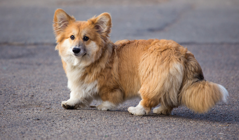 🐾 Warum ein Hund dein Leben verlängert — was die Wissenschaft wirklich weiß