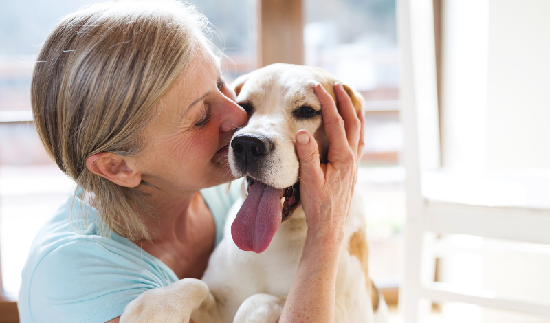 Frau liebkost ihren Beagle und gibt Zeolith für Hunde ins Hundefutter als Hausmittel für ein glänzendes Fell