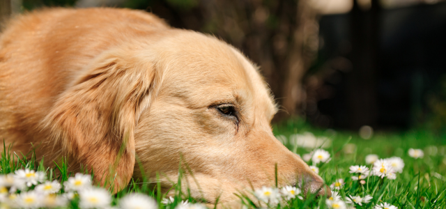 Hunde im Frühling - Zeolith unterstützt den Stoffwechsel und die Entgiftung, gut im Fellwechsel und Durchfall