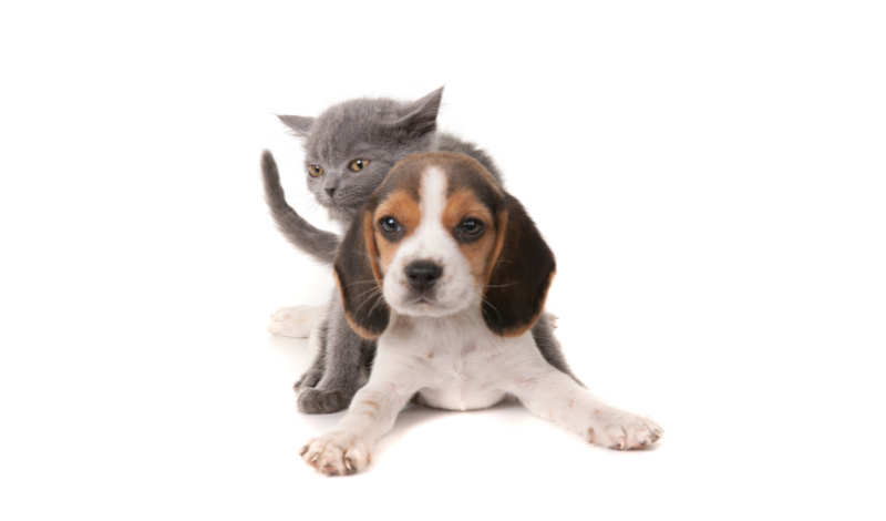 STEINKRAFT Zeolith bei Milben bei Hunden, Katzen, Pferden