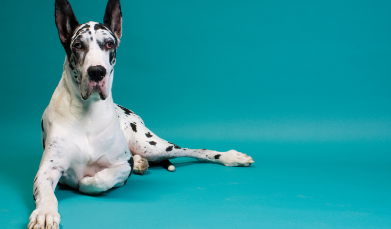 🐾 Unnützes Wissen über Hunde — Fakten die niemand braucht und alle lieben