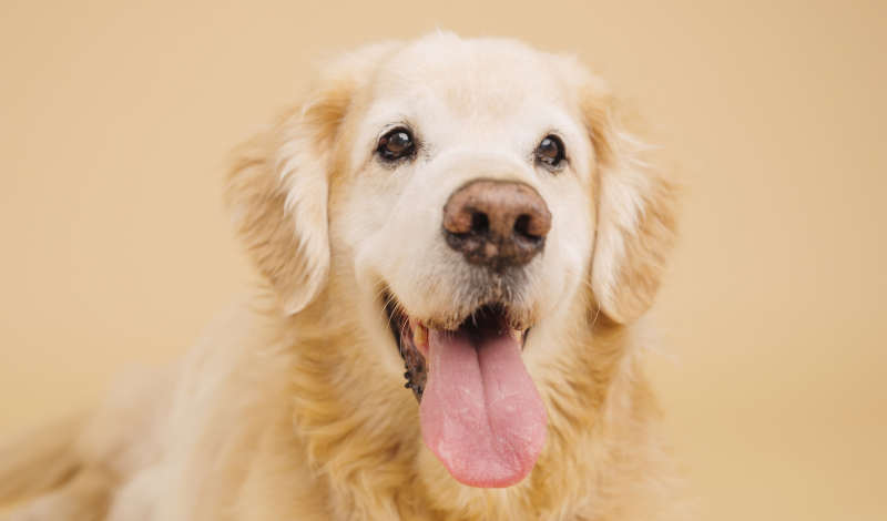 Was wir von Hunden lernen können - und warum die Wissenschaft Hildegard von Bingen recht gibt