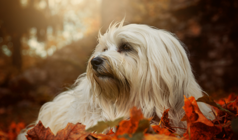 🍂 Fellpflege im Herbst – Achtsamkeit für Hund und Natur