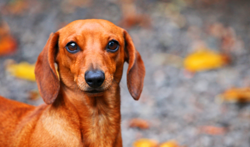 🐾 Juckreiz und Allergien beim Hund ganzheitlich verstehen — und natürlich lindern