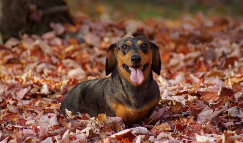 🍂 Hunde im Herbst – Pilze, Pfoten & Zeolith: Alles was du jetzt wissen musst