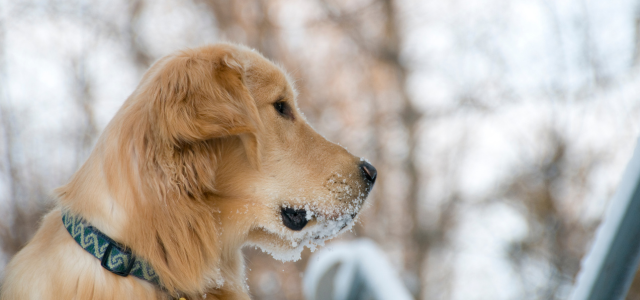 Hund im Winter mit angeeister Schnauze