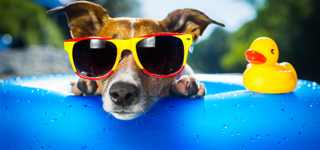 STEINKRAFT Zeolith für Hunde in der Sommerhitze gut bei Verdauungsproblemen und Durchfall