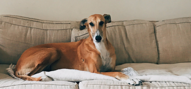 🐾 Erhöhte Leberwerte beim Hund - wie natürliche Entgiftung die Leber deines Hundes unterstützen kann