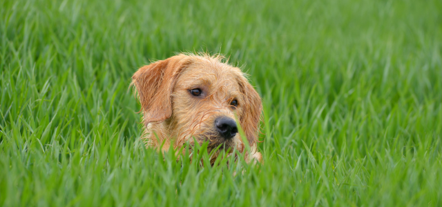 Warum frisst mein Hund Gras —  soll ich mir Sorgen machen?