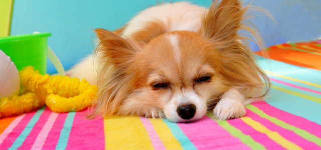 STEINKRAFT Zeolith für Hunde Blog: Chihuahua Hund döst auf gestreiftem Badetuch