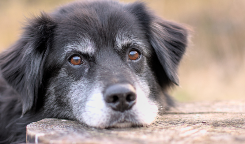 🐾 Warum hundelt mein Hund — und was wirklich hilft