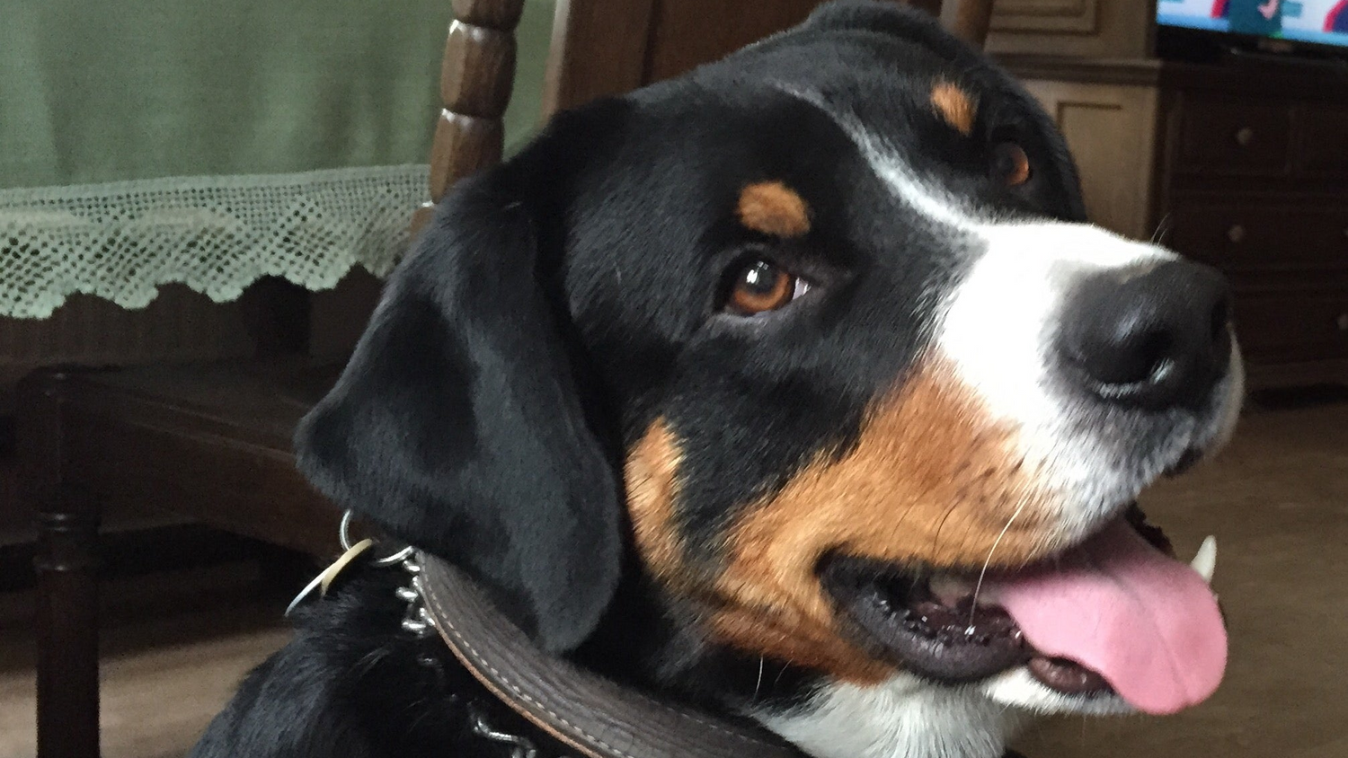 Bakku Entlebucher Sennenhund Rüde - Körpersprache der Hunde