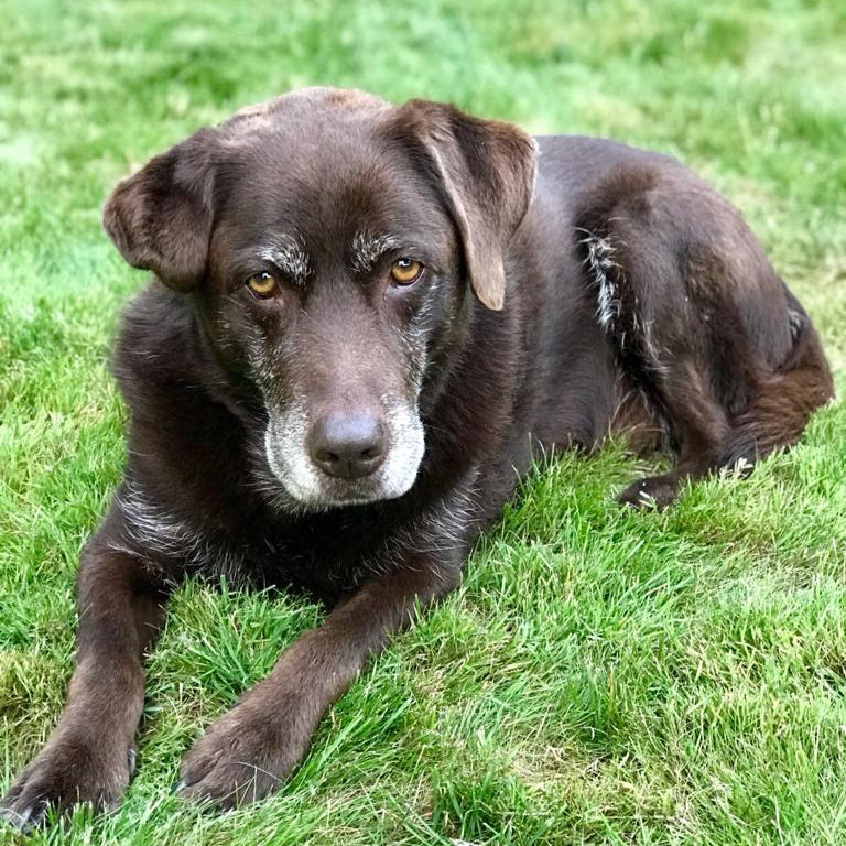 🐾 Ab wann ist ein Hund alt — und wie kannst du deinen Vierbeiner in jedem Lebensabschnitt wirklich gut begleiten?