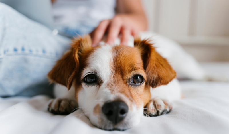 Mikroorganismen für Hunde unterstützt die Fellpflege