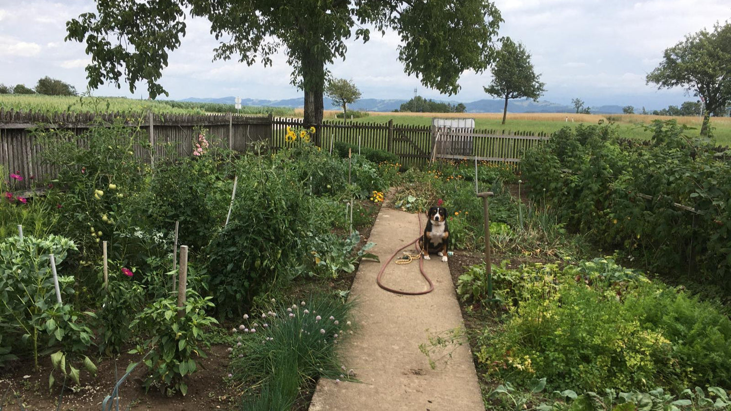 Studien zu Zeolith im Garten – Was sagt die Wissenschaft wirklich?