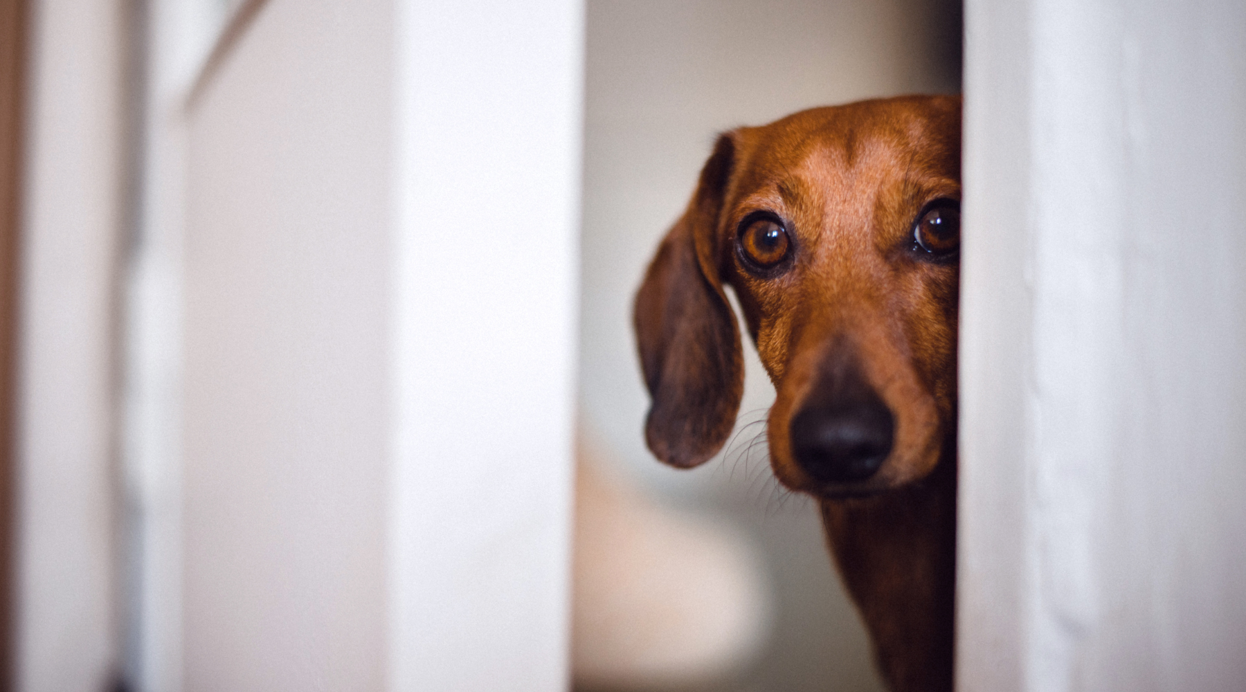 Hunde im Stress - Hund versteckt sich und schaut verängstigt