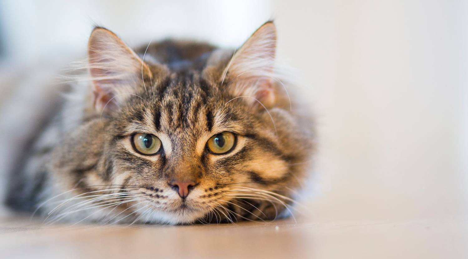 Graue Katze: Die 10 besten Katzenblogs im Überblick