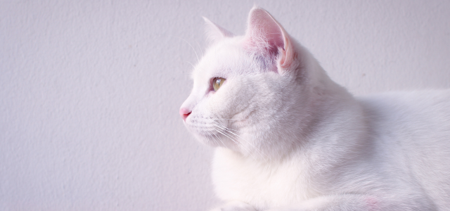 15 Vorteile von Zeolith für unsere Katzenkinder - plus alle Antworten