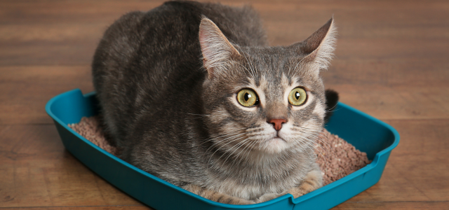 Durchfall bei Katzen