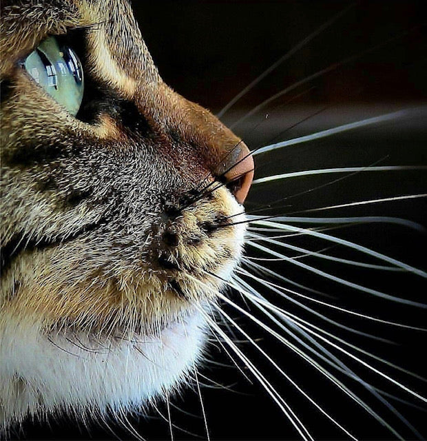 Gefahren im Haushalt für Katzen: Schütze deine Samtpfote vor Risiken