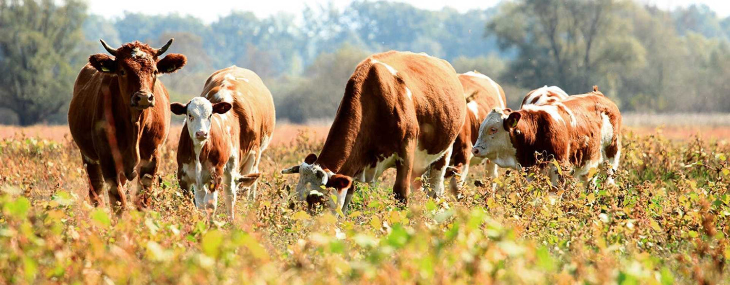 Zeolith - das Universalgenie der Rinderhaltung?!