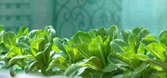 Studien zu Zeolith in der Landwirtschaft