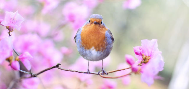🌷 Der Garten im Frühling: Wie gesunde Fülle im Boden entsteht