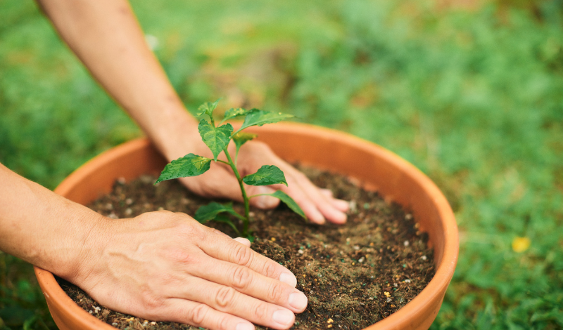 Erde brauch Nährstoffe Leonardit