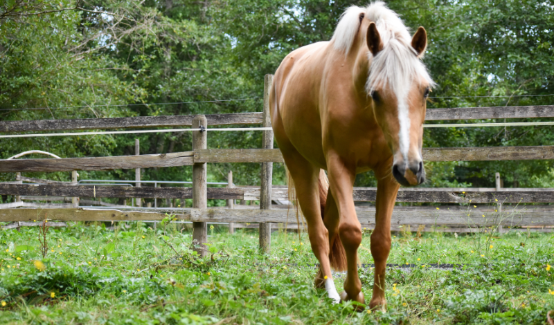 RAO beim Pferd — Was equines Asthma wirklich ist, und wie Stallmanagement helfen kann