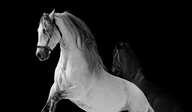 Zeolith und der Pferdedarm – was Tierforschung und Praxis gemeinsam bestätigen (4/5)