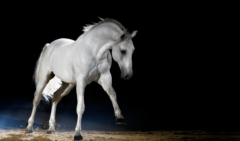 Darmprobleme bei Pferden