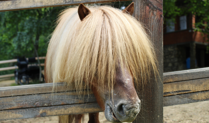 🐴 Unnützes Wissen über Pferde — Fakten, die niemand braucht. Aber jeder Pferdemensch liebt.