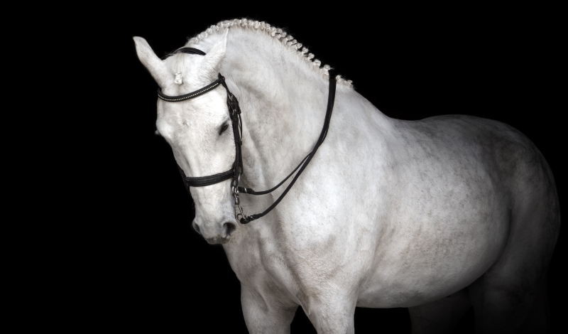 Der Darm des Pferdes – wie er wirklich funktioniert (1/5)