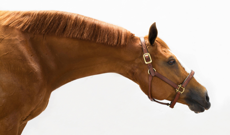 🐴 Die kleinen Zeichen des Pferdes lesen lernen — Was Augen, Ohren, Fell, Haltung und Verhalten über dein Pferd erzählen