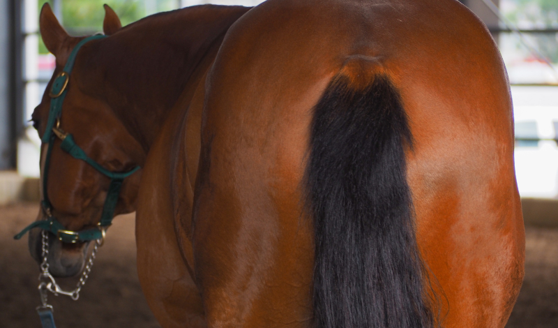 Kotwasser beim Pferd