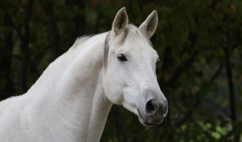 Pferde im Fellwechsel: Herausforderungen meistern und das Wohlbefinden deines Pferdes fördern