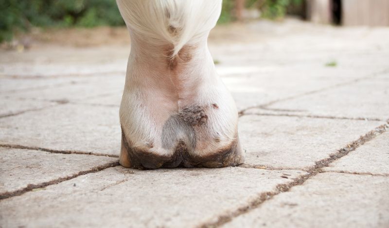 Maukie beim Pferd - Ursachen, Behandlung und Zeolith
